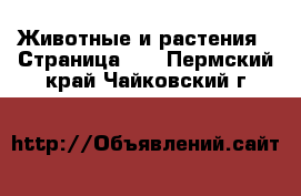  Животные и растения - Страница 23 . Пермский край,Чайковский г.